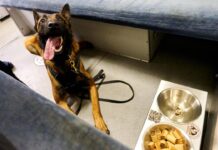 УЗ переоборудовала 100 нерабочих вагонов в «вагоны несокрушимости» со Starlink и обогревом – фото