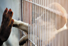 Россия ударила по собачьему приюту в Запорожье: много пострадавших животных – видео