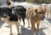 В Мариуполе за год около тысячи человек пострадали от укусов бездомных собак