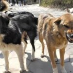 В оккупированном Мариуполе объявили «войну собакам» после многочисленных нападений