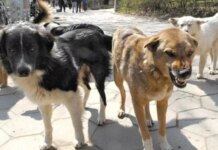 В оккупированном Мариуполе объявили «войну собакам» после многочисленных нападений