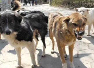 В оккупированном Мариуполе объявили «войну собакам» после многочисленных нападений