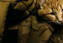 1458 г. день полномасштабной войны. Атака на Харьков. Взрывы в Крыму. 2 млн евро от Нидерландов на возвращение в Украину похищенных детей