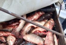 В оккупированном Приазовье задержали мужчин за «незаконный отлов» 1000 пиленгасов, — ФОТО