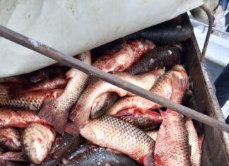 В оккупированном Приазовье задержали мужчин за «незаконный отлов» 1000 пиленгасов, — ФОТО