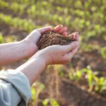 Избыток азота в почве: причины, признаки и способы устранения