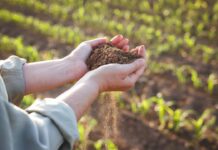 Избыток азота в почве: причины, признаки и способы устранения