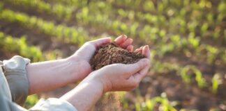 Избыток азота в почве: причины, признаки и способы устранения