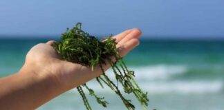 оккупанты пугают мариупольцев «нашествием» зеленых водорослей в Азовском море