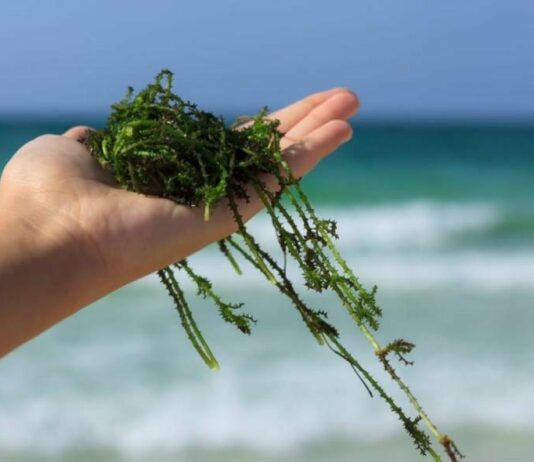 оккупанты пугают мариупольцев «нашествием» зеленых водорослей в Азовском море