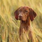 В Украину идет резкое похолодание: синоптик назвала дату окончания аномального тепла