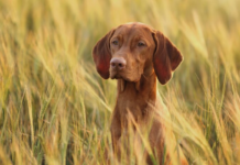 В Украину идет резкое похолодание: синоптик назвала дату окончания аномального тепла