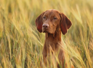 В Украину идет резкое похолодание: синоптик назвала дату окончания аномального тепла
