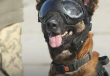 1484 г. день полномасштабной войны. Под ударом Одесщина, Харьковшина и мирные переговоры