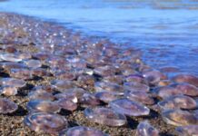 Азовское море стремительно соленее: оккупанты признают критические изменения экосистемы