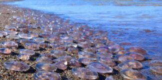 Азовское море стремительно соленее: оккупанты признают критические изменения экосистемы