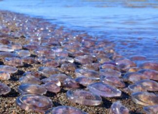 Азовское море стремительно соленее: оккупанты признают критические изменения экосистемы