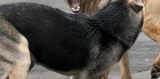 Вместо решений – шары. В оккупированном Мариуполе хотят отстреливать бездомных собак.