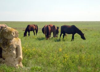 Закон по уничтожению природы. Как Россия открывает путь к застройке заповедников Донбасса