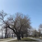 В Мариуполе оккупанты «присвоили» деревья — две шелковицы внесли в российский реестр, — ФОТО