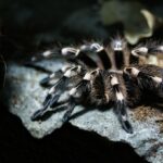Проснулись на три месяца раньше: в Днепропетровской области заметили первых тарантулов