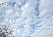 В Мариуполе на могиле обустроили собачью будку, — ВИДЕО