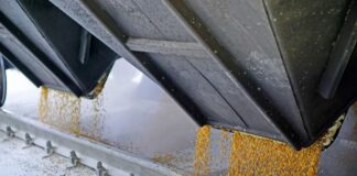 Тысячи тонн зерна «всплыли» в Иране и Египте: НАБУ выкрыло масштабную коррупционную схему