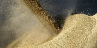 Египет дал обещание Зеленскому и хочет больше украинского зерна