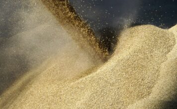 Египет дал обещание Зеленскому и хочет больше украинского зерна