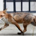 Мариупольцы пожаловались на нашествие лис и угрозу бешенству