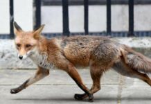 Мариупольцы пожаловались на нашествие лис и угрозу бешенству