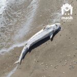 На побережье оккупированного Мариуполя несколько дней фиксируют гибель дельфинов, — ФОТО