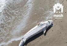 На побережье оккупированного Мариуполя несколько дней фиксируют гибель дельфинов, — ФОТО
