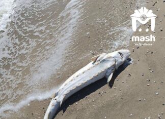 На побережье оккупированного Мариуполя несколько дней фиксируют гибель дельфинов, — ФОТО