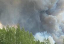 В Чернобыльской зоне отчуждения локализовали лесной пожар