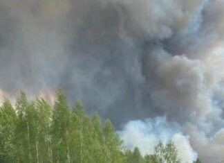 В Чернобыльской зоне отчуждения локализовали лесной пожар