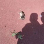 Мусор и мертвая крыса: мариупольцы показали состояние детской площадки у садика, — ФОТОФАКТ