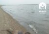 Побережье у оккупированного Мариуполя снова усеяно мертвыми дельфинами: среди погибших — краснокнижные азовки, — ВИДЕО, ФОТО