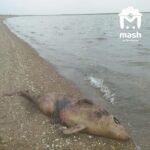 Побережье у оккупированного Мариуполя снова усеяно мертвыми дельфинами: среди погибших — краснокнижные азовки, — ВИДЕО, ФОТО