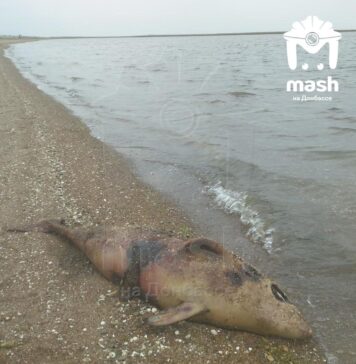 Побережье у оккупированного Мариуполя снова усеяно мертвыми дельфинами: среди погибших — краснокнижные азовки, — ВИДЕО, ФОТО