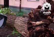 Сваленные деревья и оборванные провода: в Мариуполе показали последствия шторма, — ФОТО