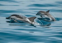 Более 80 видов животных под угрозой исчезновения из-за войны