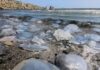 Азовское море превратили в лабораторию: с июля оккупанты хотят ловить медуз для коллагена и пищевых добавок.