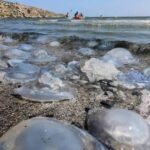 Азовское море превратили в лабораторию: с июля оккупанты хотят ловить медуз для коллагена и пищевых добавок.