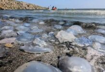 Азовское море превратили в лабораторию: с июля оккупанты хотят ловить медуз для коллагена и пищевых добавок.