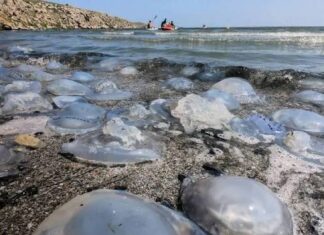 Азовское море превратили в лабораторию: с июля оккупанты хотят ловить медуз для коллагена и пищевых добавок.