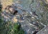 Вода из водоемов Борщаговки: что показали первые анализы после гибели трех тонн рыбы