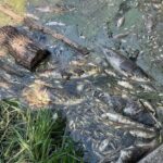 Вода из водоемов Борщаговки: что показали первые анализы после гибели трех тонн рыбы