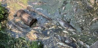 Вода из водоемов Борщаговки: что показали первые анализы после гибели трех тонн рыбы
