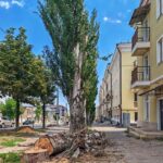 Вырубка деревьев в Мариуполе досталась историческому центру: на проспекте Мира спилили тополя, — ФОТОФАКТ
